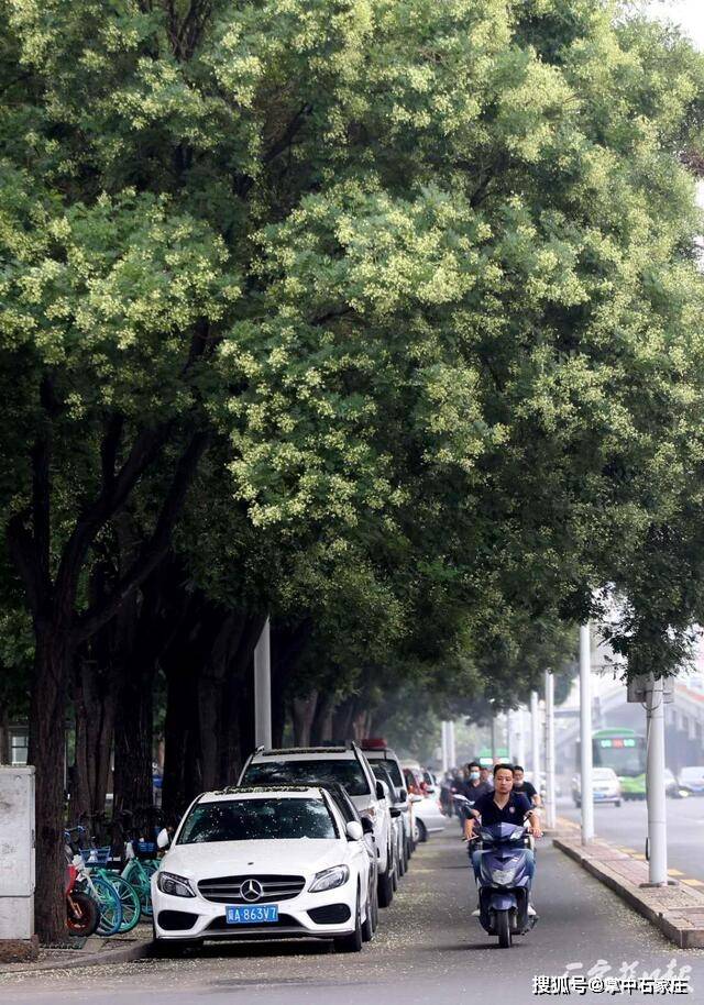 炎炎夏日,走在城市的街道上,省会市树国槐撑起一把把大伞,抚慰我们