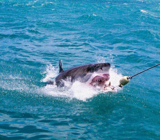 凶猛的海中霸王近距离捕捉大白鲨精彩瞬间令人胆寒