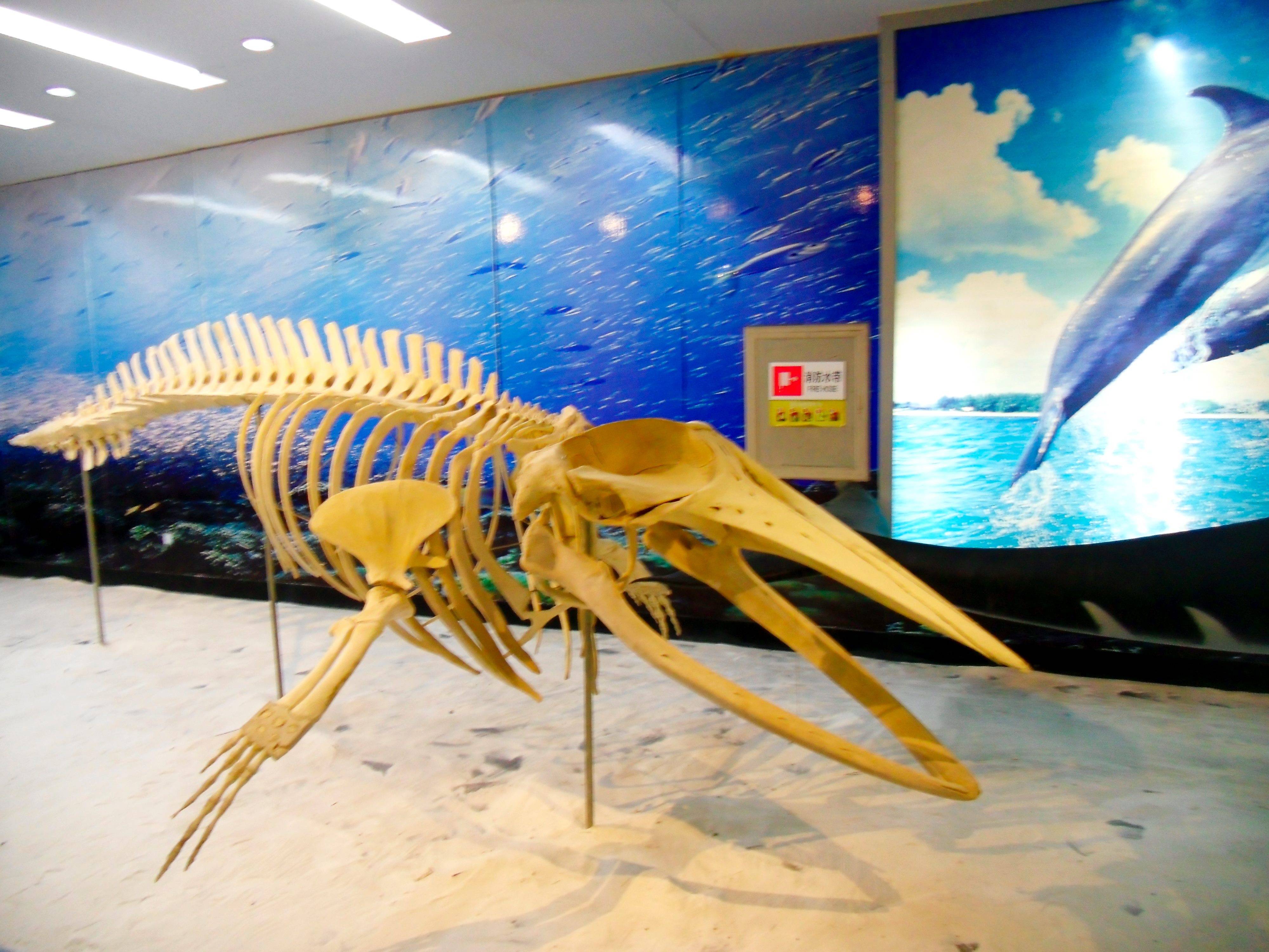 塞尔达巨鲸化石如何画图片