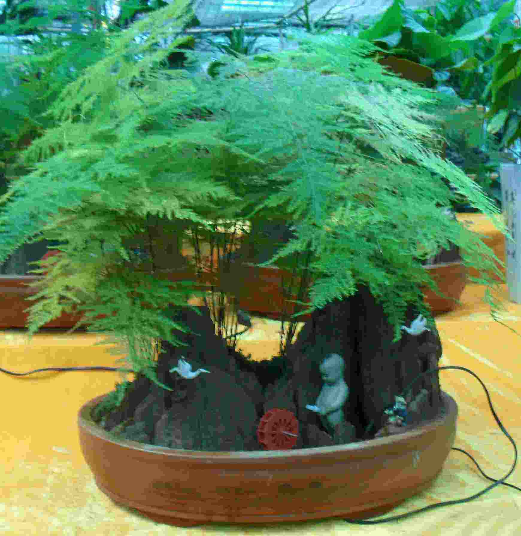 文竹不能这样养,不然很容易出现黄叶情况!_养殖