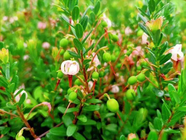 小熊猫 ≠ 熊猫,"野生蔓越莓"就是蔓越莓吗?no!no!no!