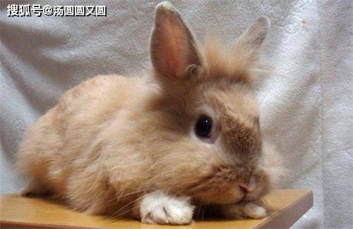 【养宠经验】现兔子身长癣了,宠物主人需要给兔子用药吗