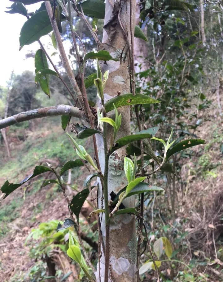【干货分享】详解倚邦茶区曼松王子山