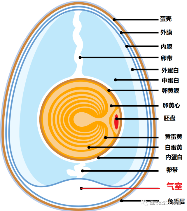 生鸡蛋内部结构图片