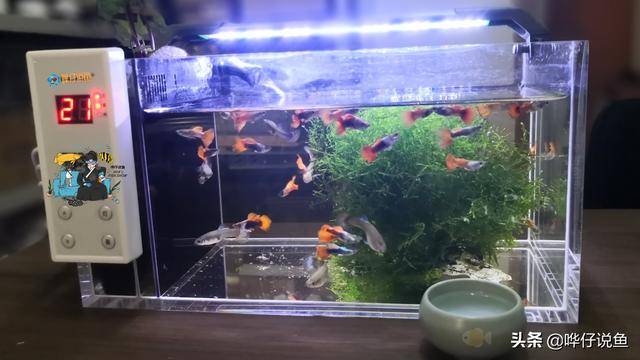 孔雀魚快死的徵兆孔雀魚養不死的秘密