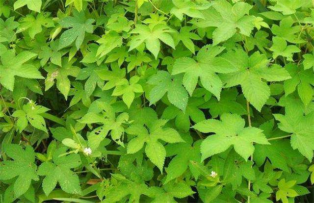 大多数人对"拉拉秧"这种藤蔓草本植物都不陌生,如下图,可能不少朋友都