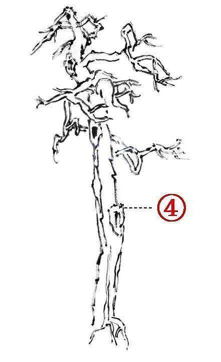 山水画教程:柏树的3种画法,适合收藏练习
