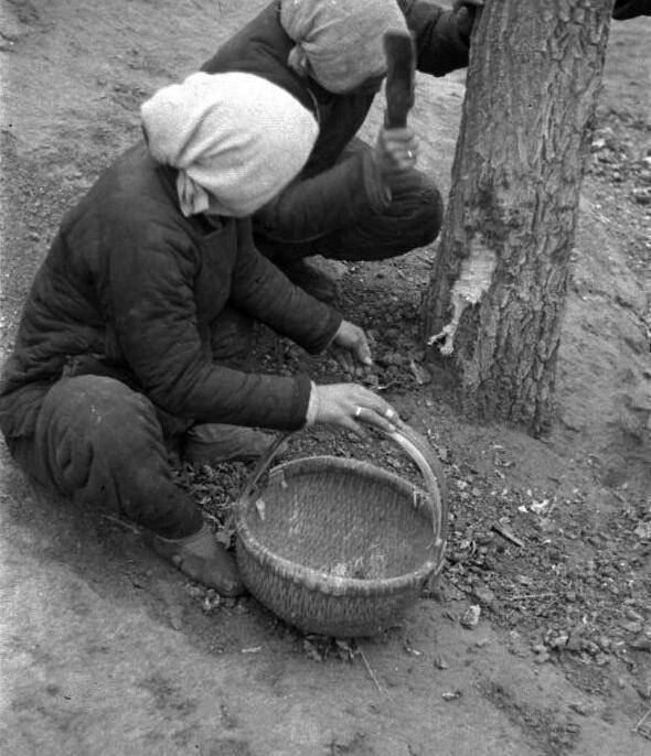 历史老照片:1942年河南饥民吃树皮