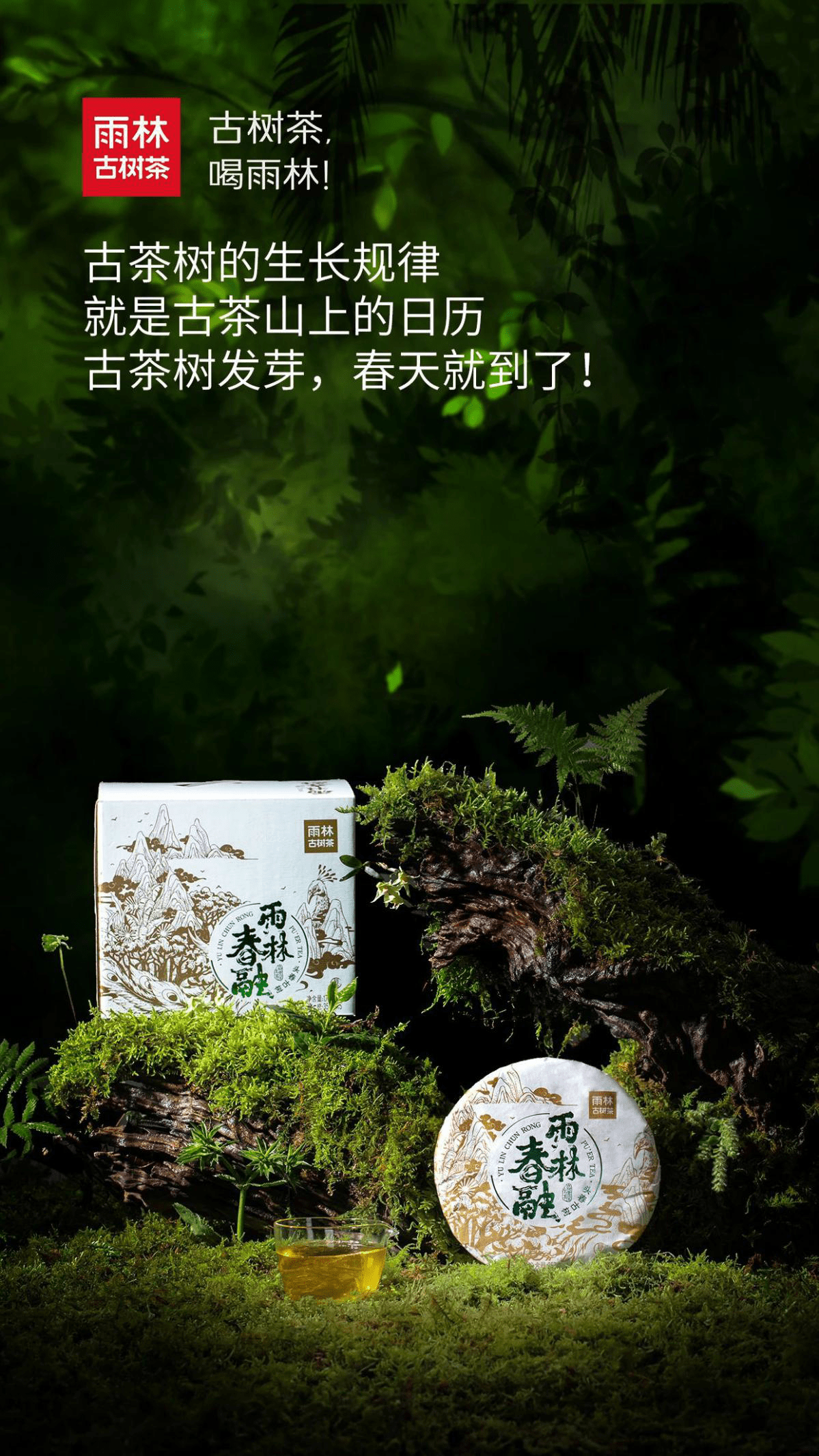 雨林古树茶海报图片