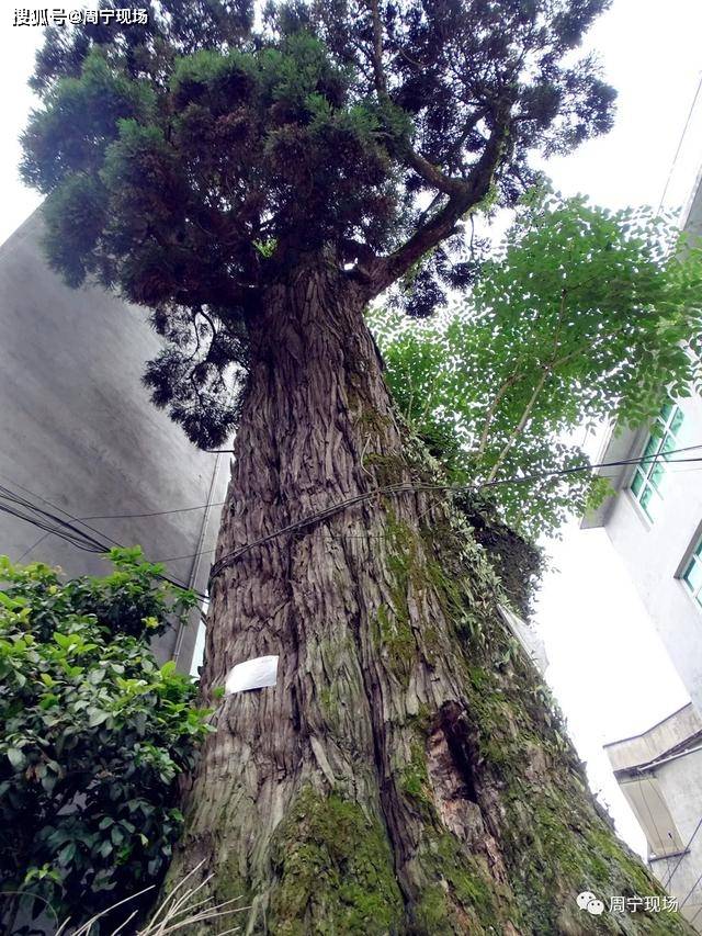 「古树名木」周宁县端源柳杉群