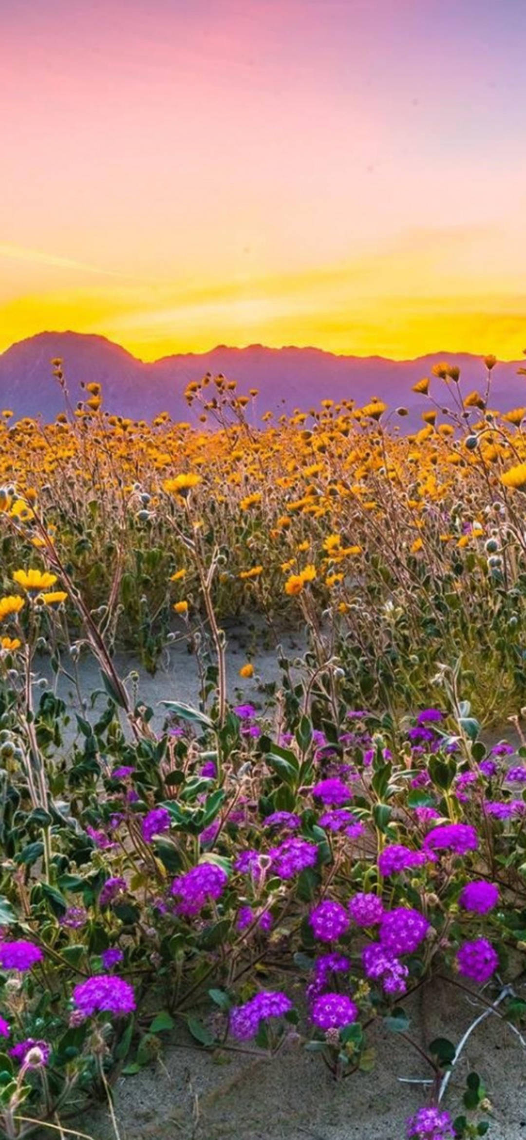 1080_2340竖版 竖屏