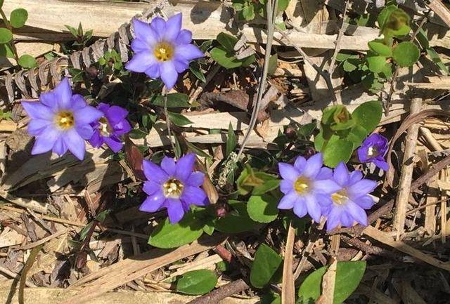 一种农村不起眼的野草,药用,观赏价值高,得"华南龙胆"美名!_种植