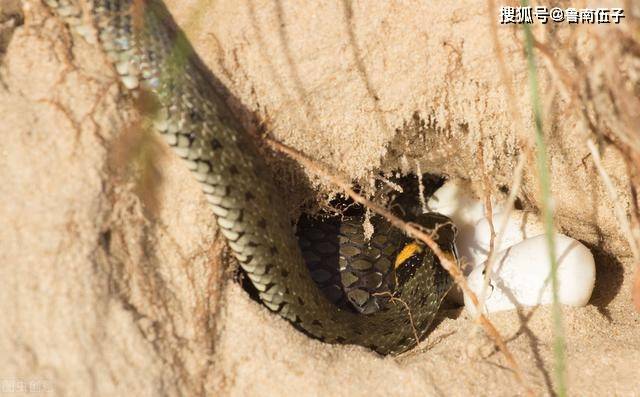 村东头河边有个洞,村里人都说住着一条大蟒蛇,它是守护我们村的