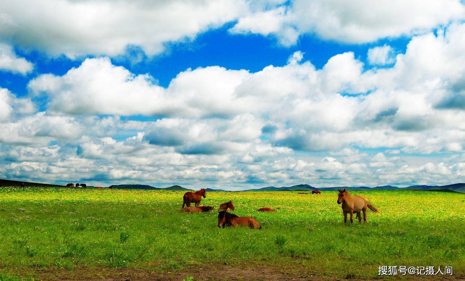 与杨家寺大庄草原,来一个美丽的约定_牛羊