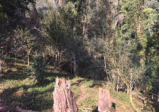 曼松古树茶为何卖这么贵?原来真相是这样,难怪了