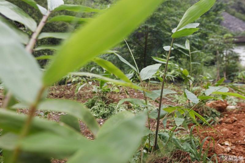 农旅融合助百姓脱贫致富 三江口温泉旅游度假项目获认可