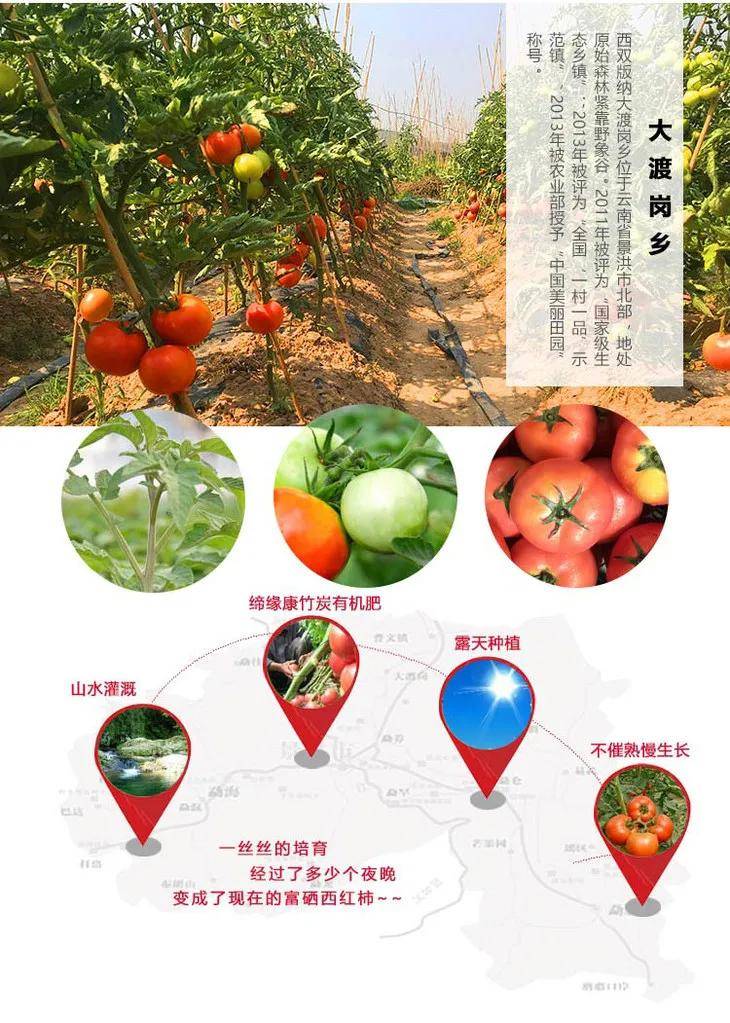 云南高原极食优鲜富硒西红柿,沙瓤爆汁,软糯无筋,番茄味超浓!