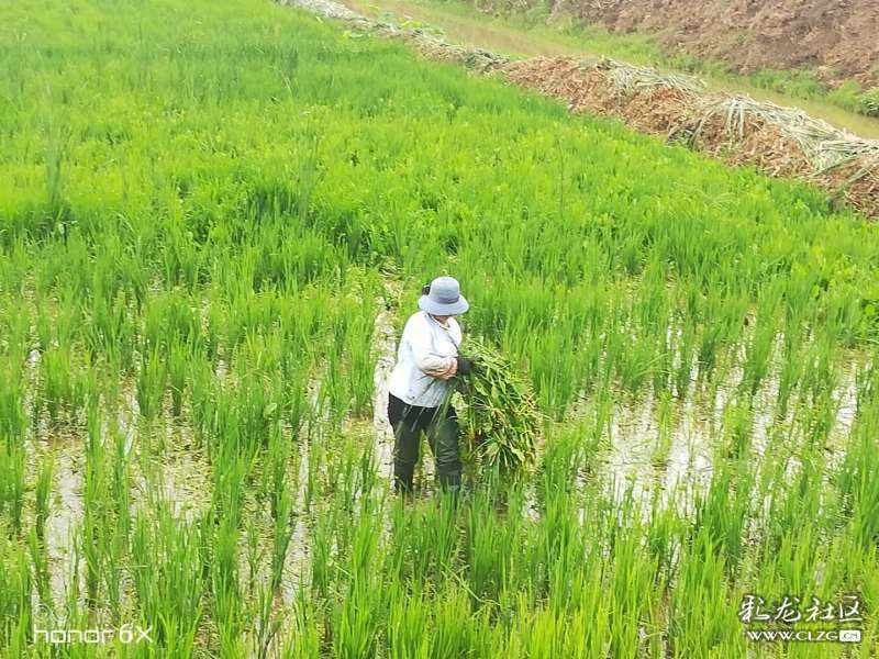 农业人工除草,呵护有机稻田