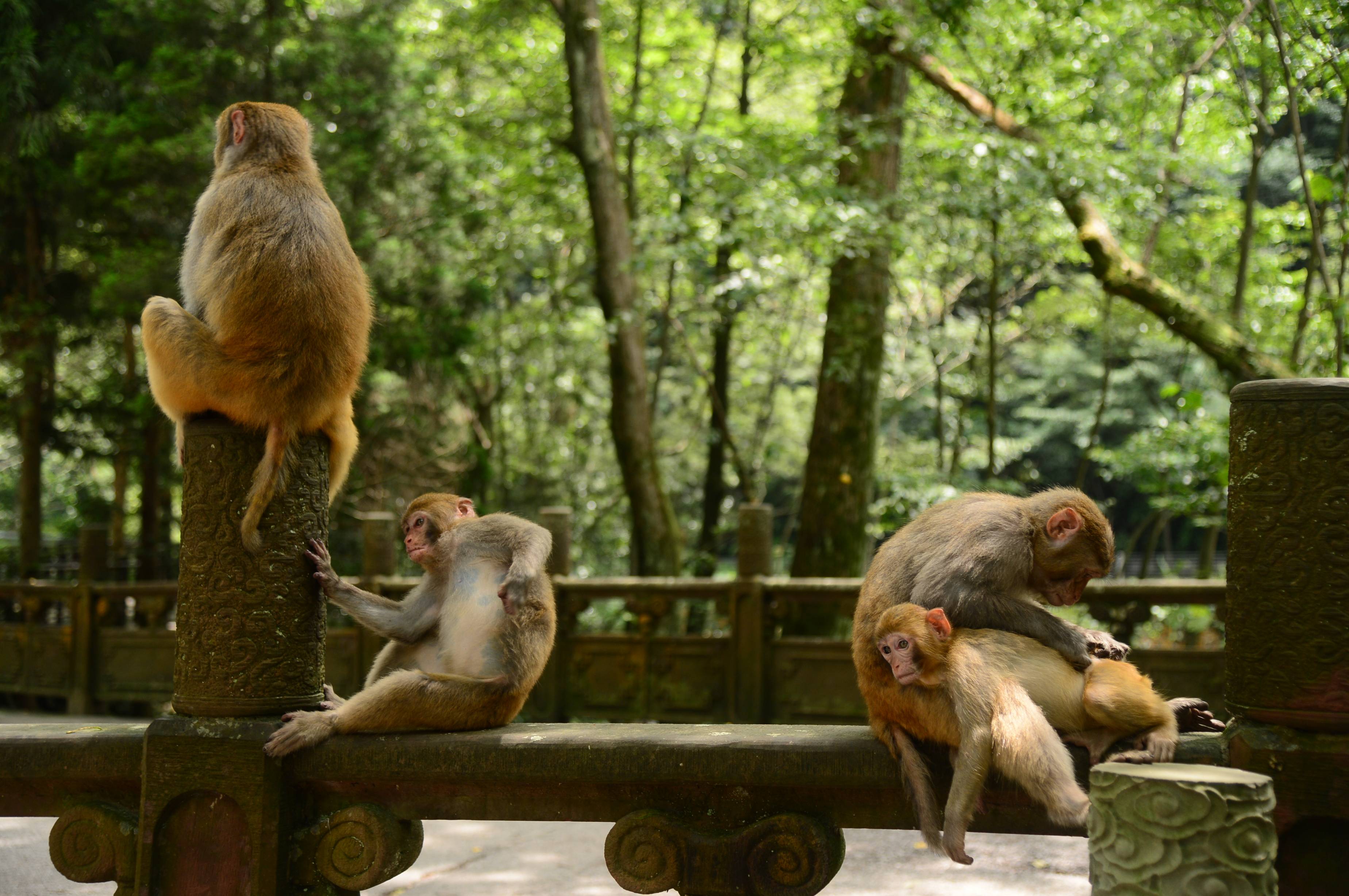 张家界武陵源雨后放晴 野生猕猴景区忙撒欢(组图)