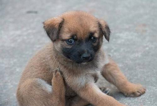 小土狗刚吃杂食拉稀