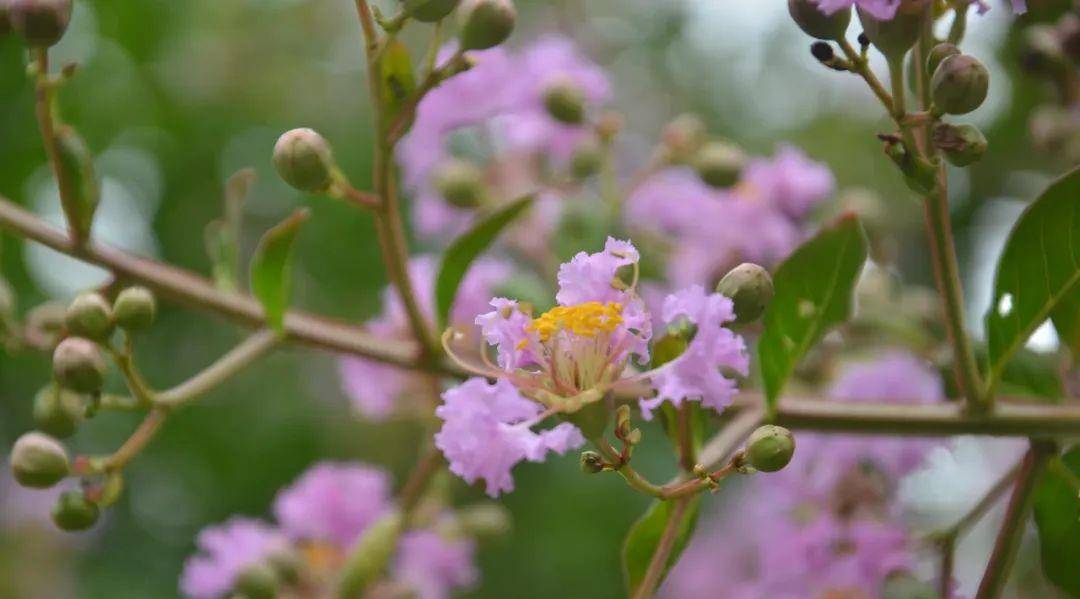 「探索」在滬上這些公園,紫薇進入花期!_樹幹