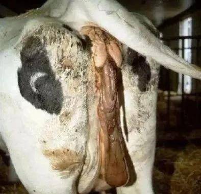 母牛临产前分泌物图片图片