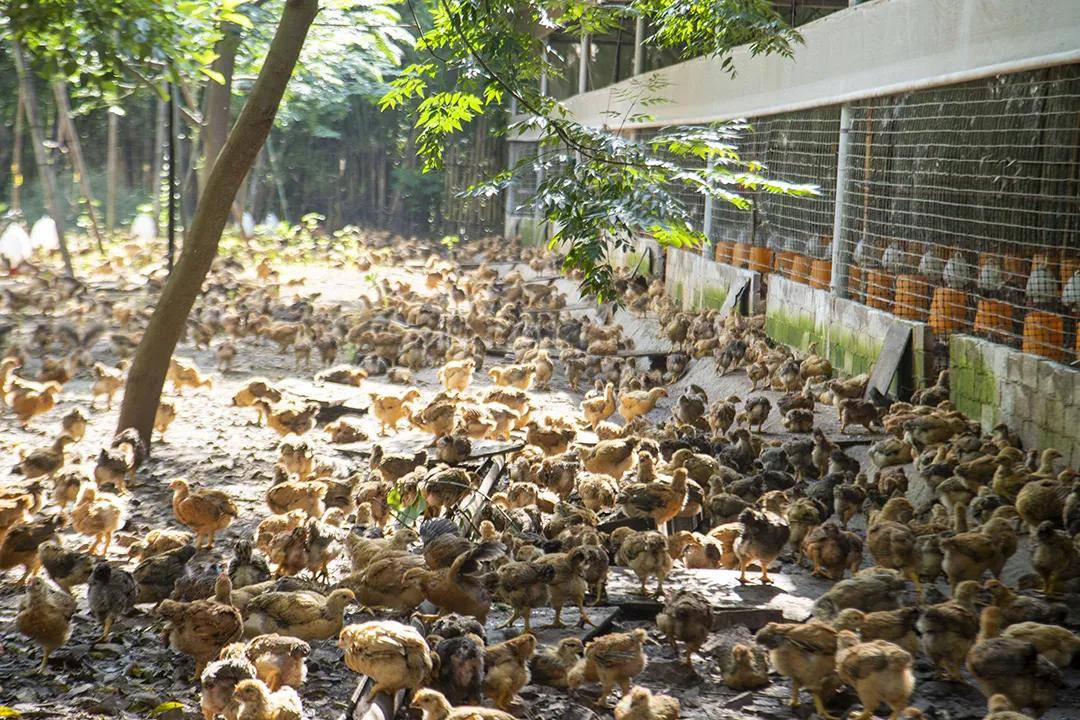 小鸡在运动场散步