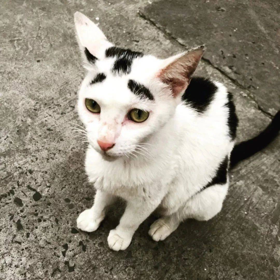 每有一个人投胎就会有一只丑猫诞生