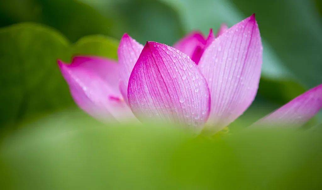 史上最贵的曼生壶教你虚怀广纳心无杂物的佛系解暑法