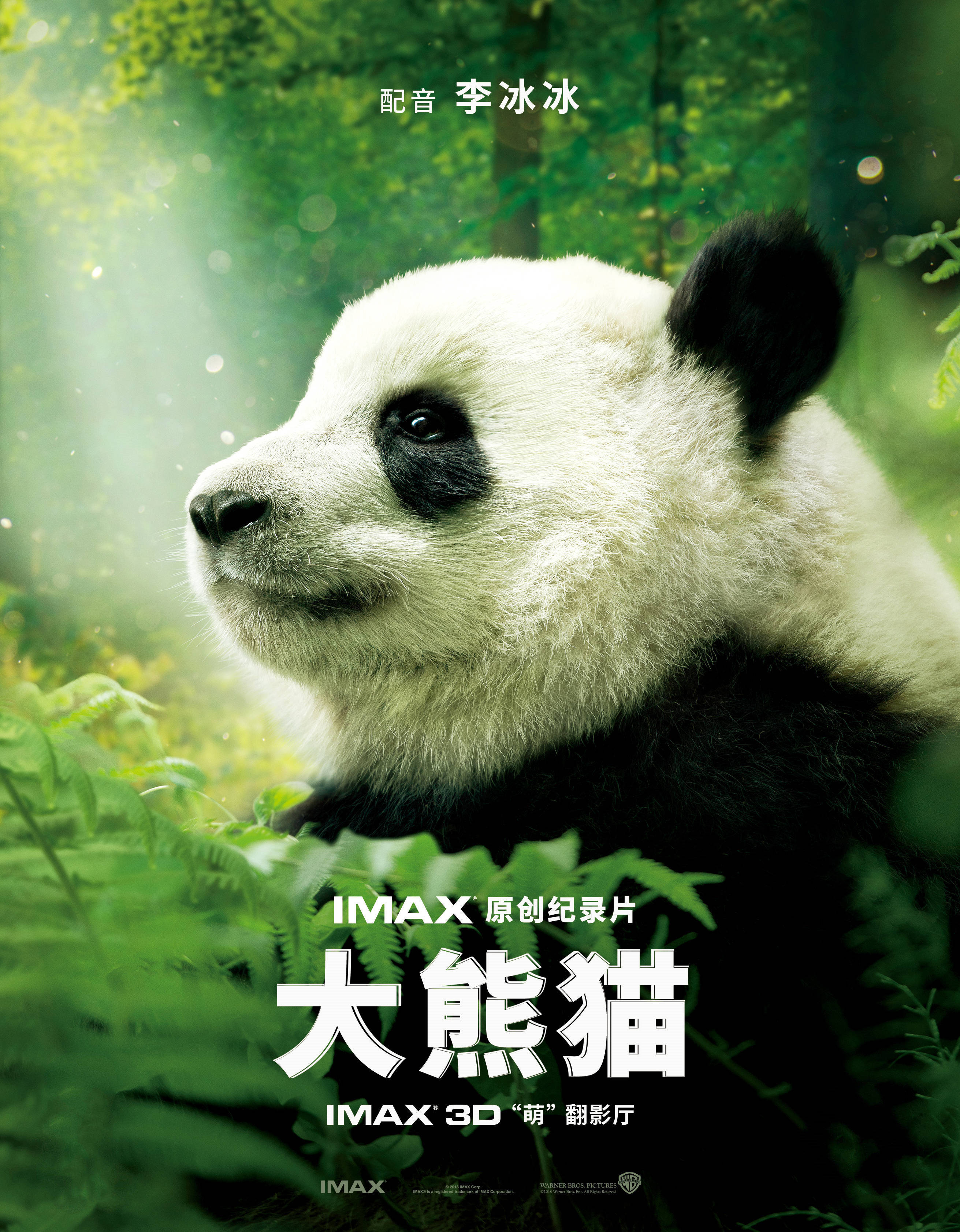 重返森林熊猫纪录片2图片