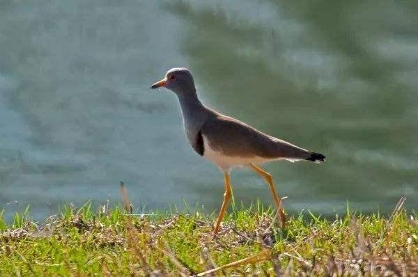 渭北|陈忠实散文：在河之洲