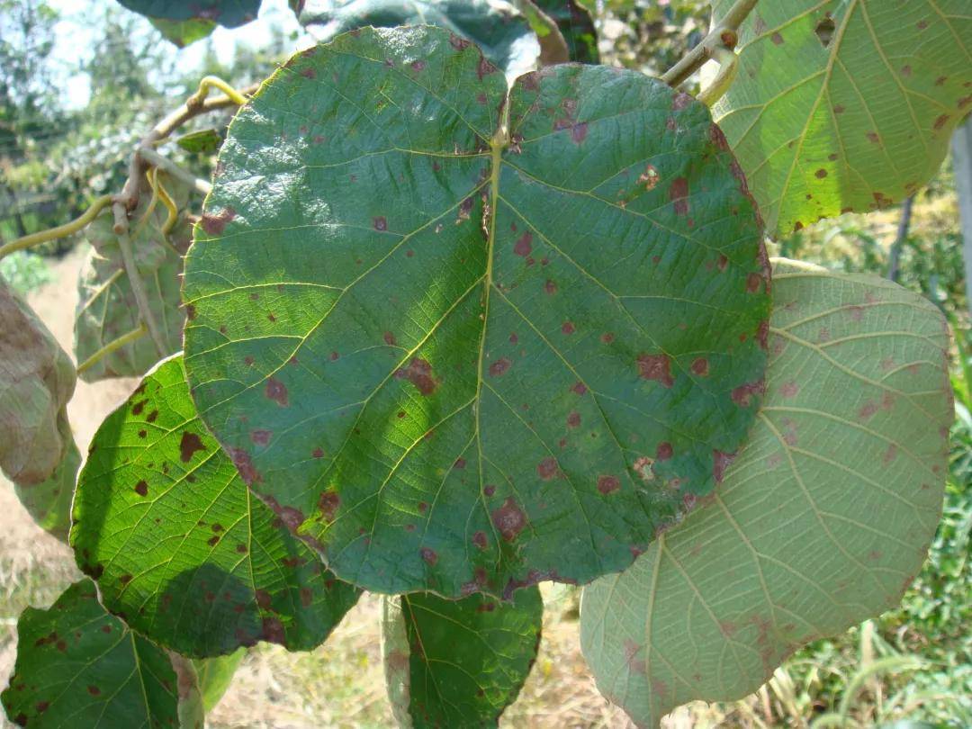 今年猕猴桃褐斑病大爆发,这些地方要注意了!都江堰,芦山.