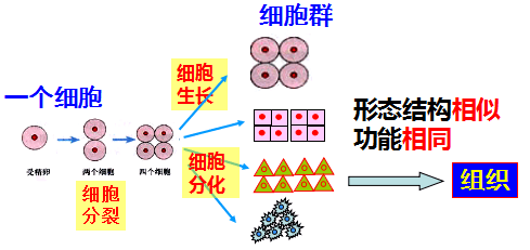 不受人體控制的,無限增殖的細胞存在嗎?