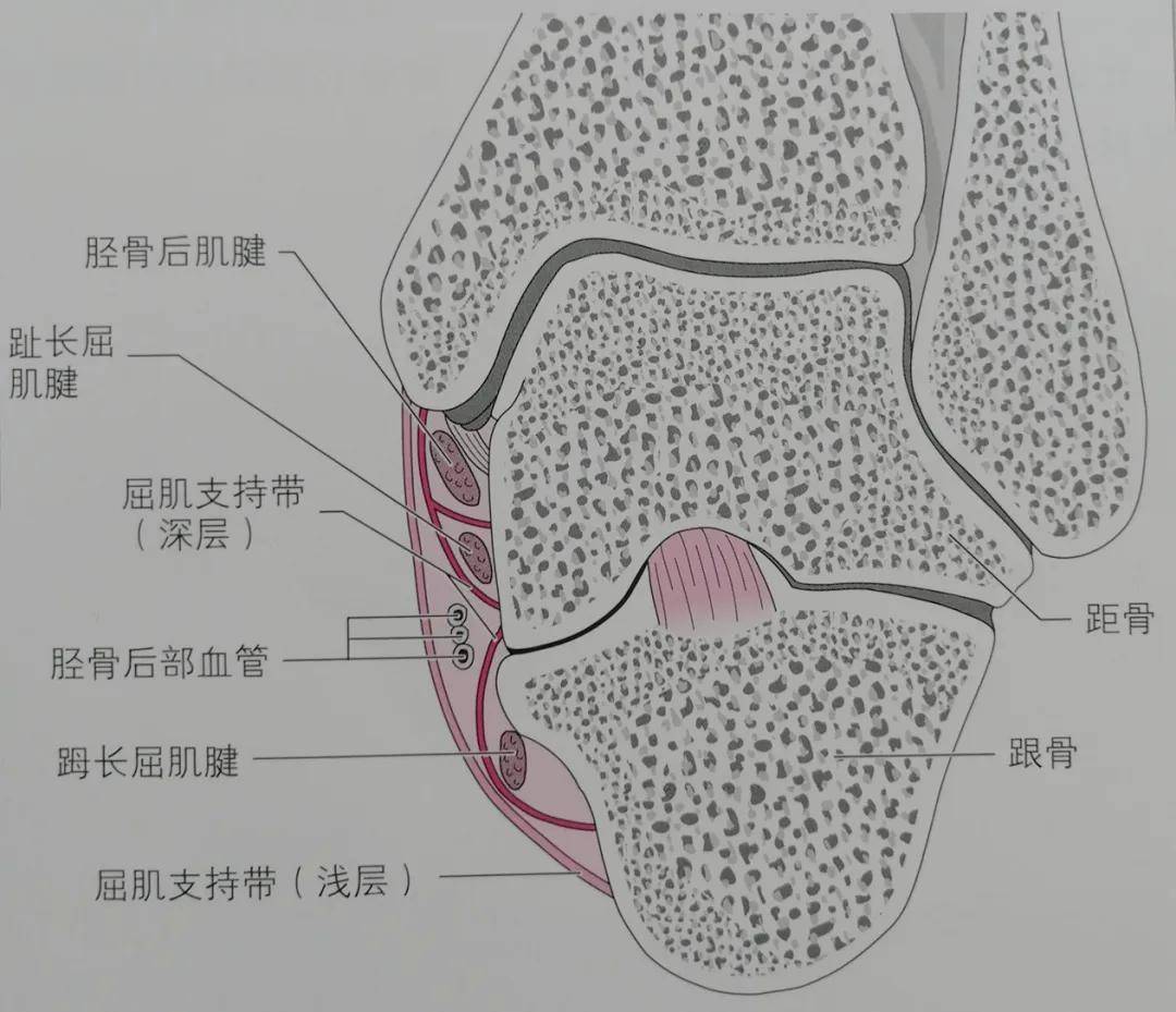 踝管构成图片