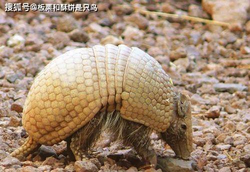原创犰狳有什么本事面对人类的猎食麻风病也许就是它最后一道防御