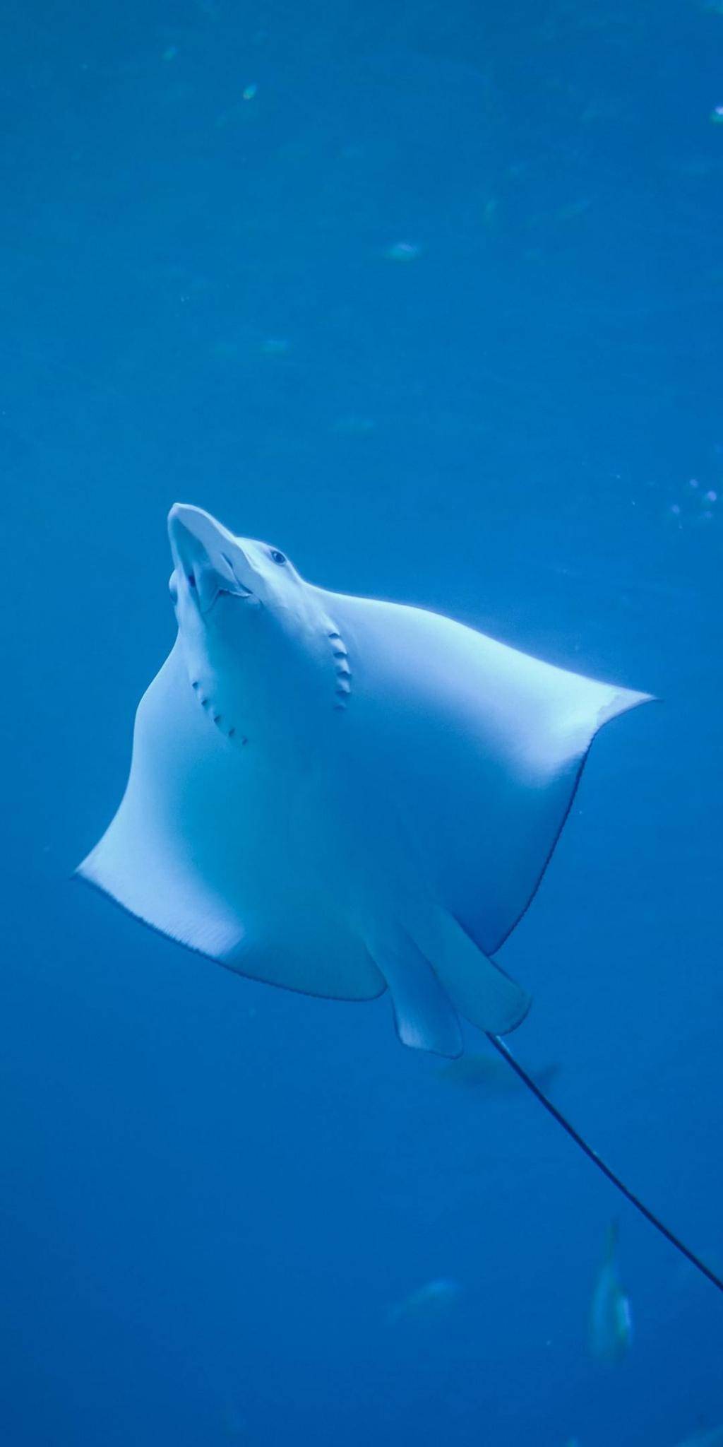 手机壁纸高清动物图片,可爱动物壁纸手机壁纸