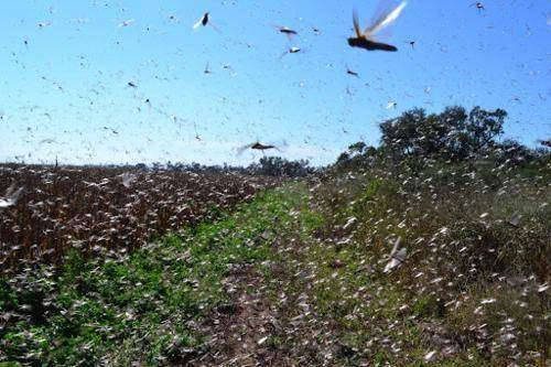 蝗虫没飞过喜马拉雅山,另一种却绕道进入云南,已影响10万亩土地_蝗灾