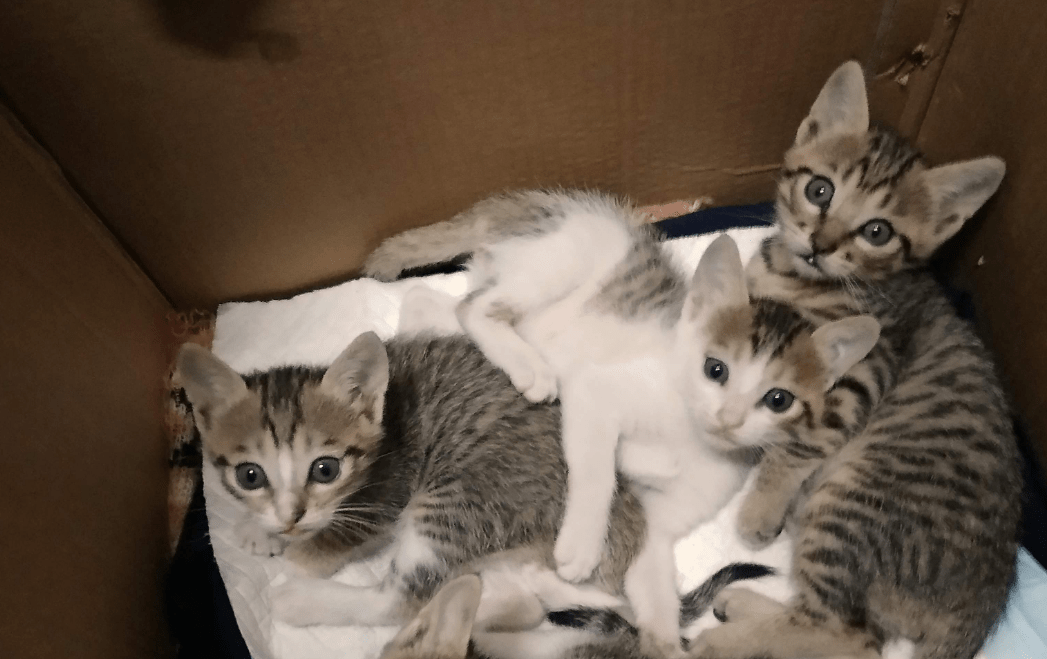 13岁猫咪5年间每天准时乘坐公交车,居民说它在寻找主人_卡斯帕