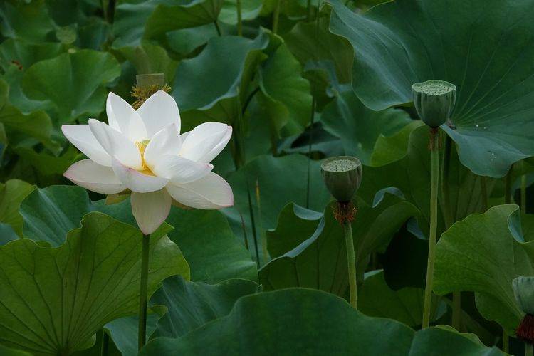 原创灞河边荷花清香喜欢圣洁的白莲花