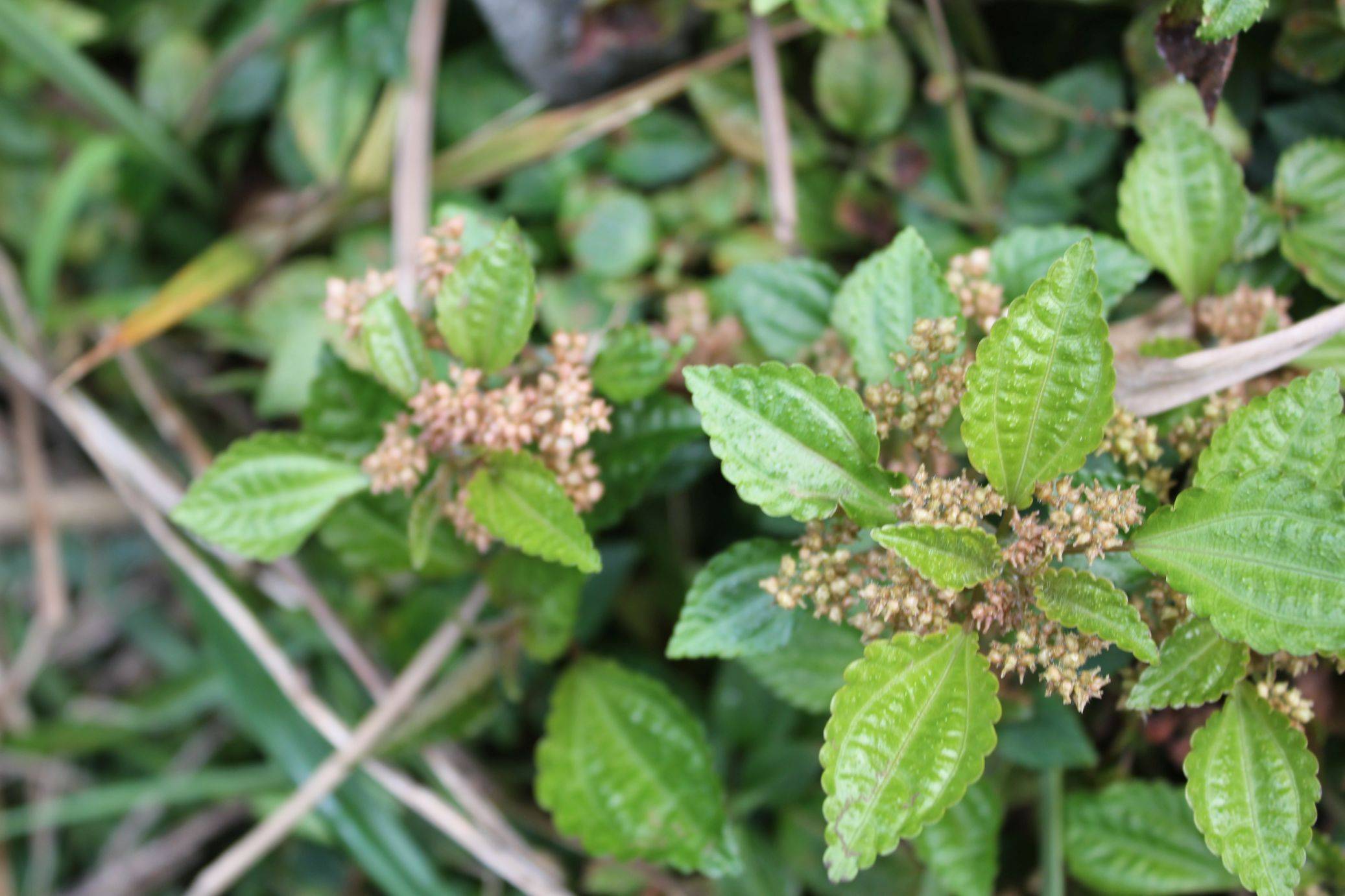 庆元植物1208-荨麻科-冷水花属-湿生冷水花