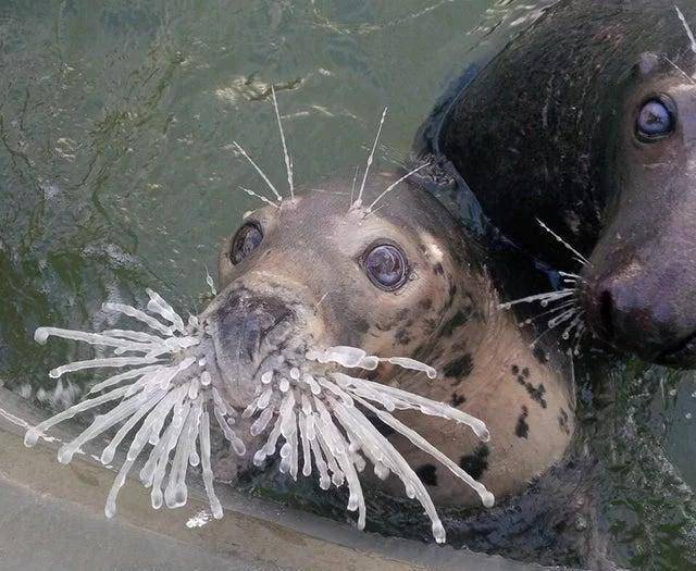 把头伸出水面的海豹