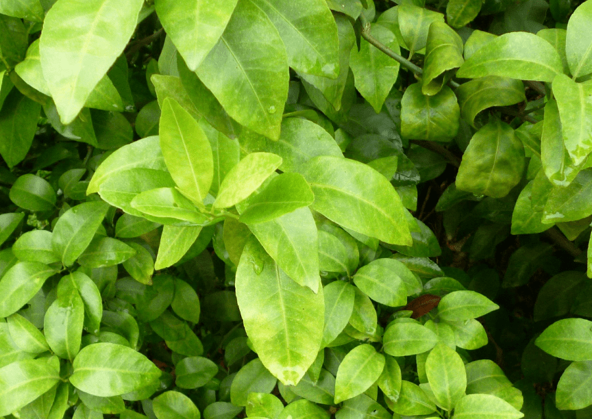 柑橘老叶黄化啥原因?如何有效防治?听听专家怎么讲