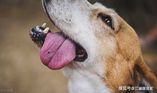 原创狗狗吐舌头有6个大作用,看看你能知道几个?