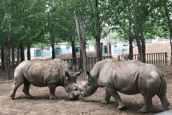 天津有个卡通式动物园,园内树木葱郁,碧草连茵,天水一色!