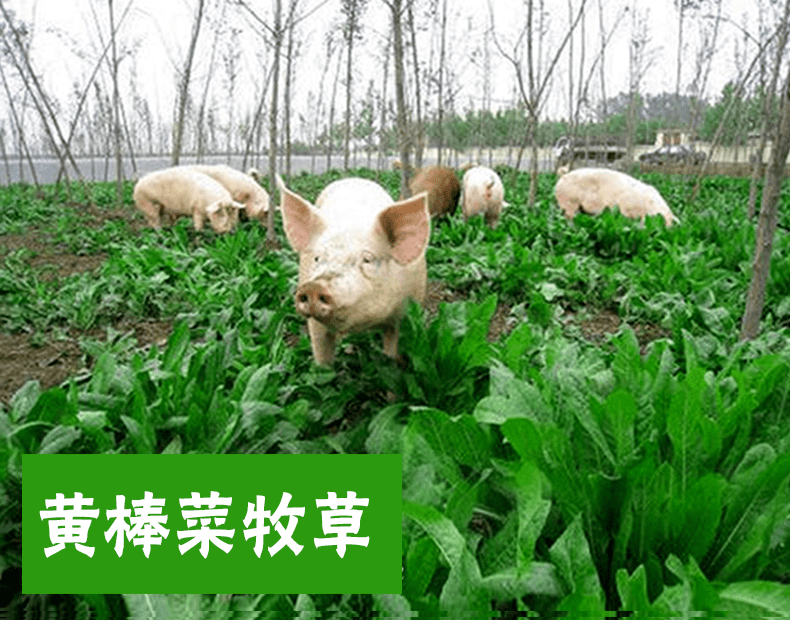 黄棒菜牧草图片