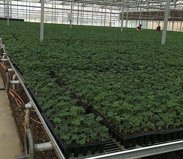 草莓品种为何会退化育苗中怎样防止品种退化