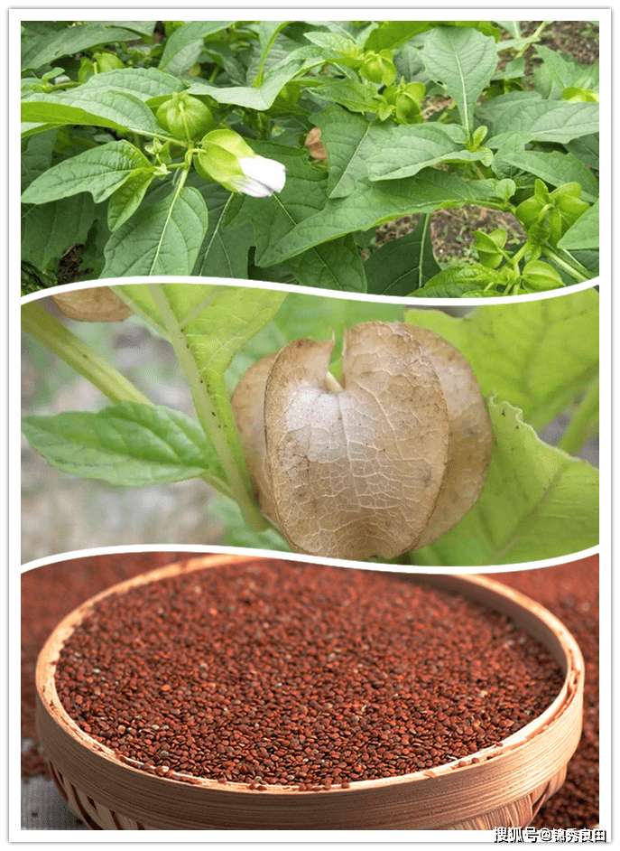 一杯红糖木瓜水,是我童年夏天的回忆