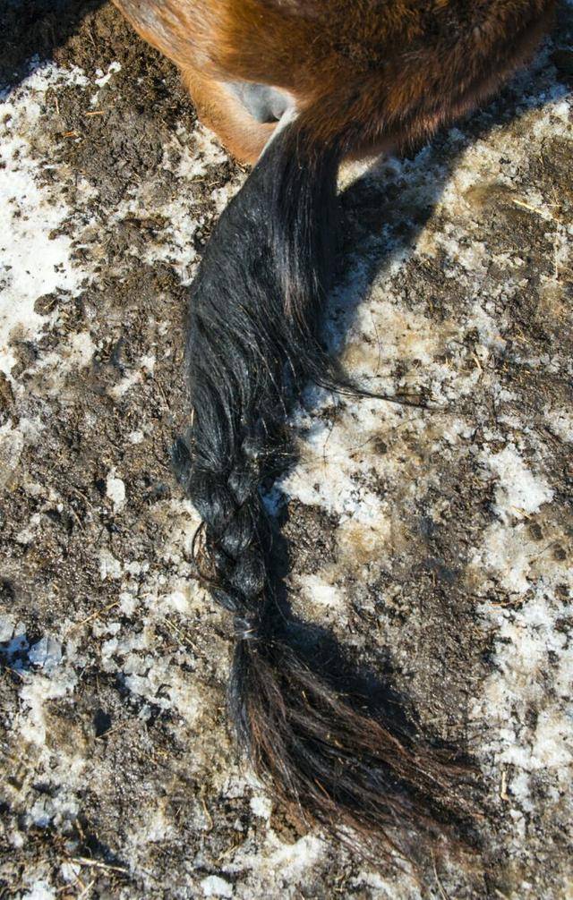 记得一部电影里的台词马尾巴的功能咱就研究一下马尾巴功能