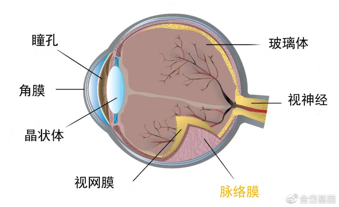 眼球立体剖面示意图图片
