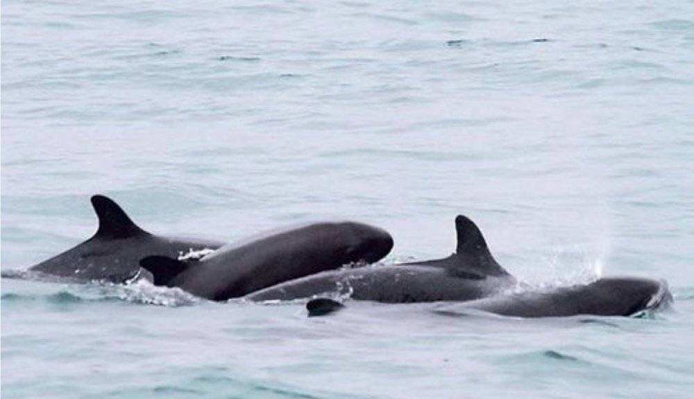 鲸鱼和海豚区别那么大,为什么能杂交出鲸豚兽?